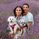 Tamara Lynch, her husband, and two dogs in a field of lavendar
